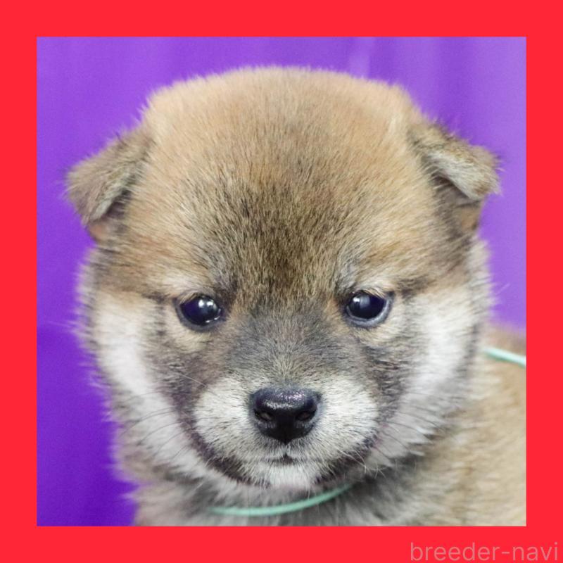 商談中の愛知県の柴犬-402198の1枚目